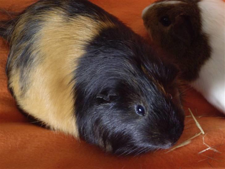 Marsvin skovlundegaards Maxi billede 14