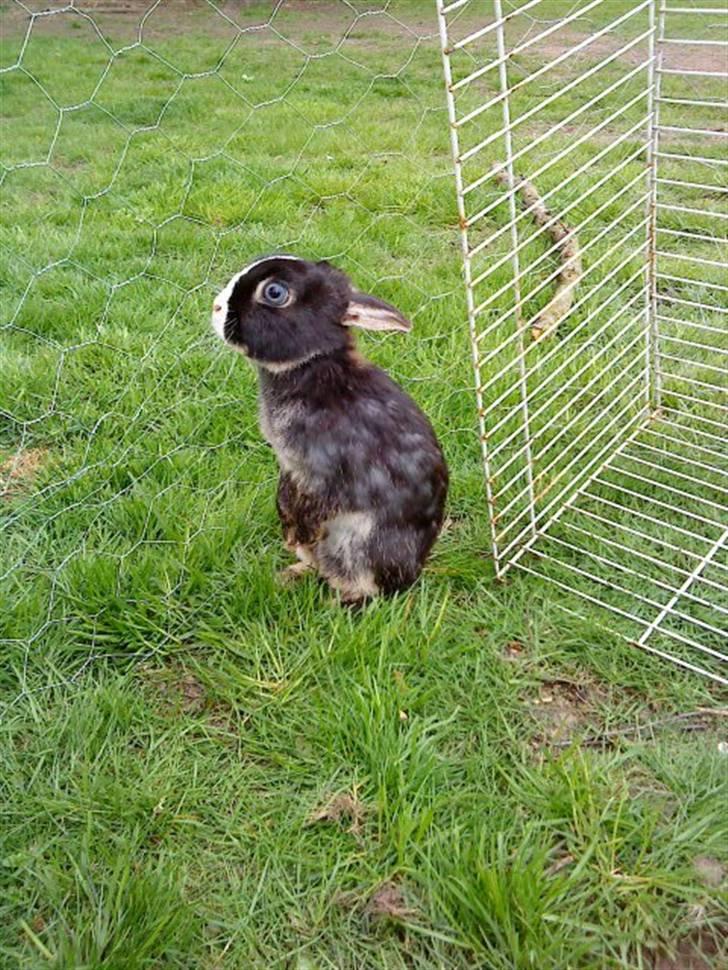 Kanin putte billede 1