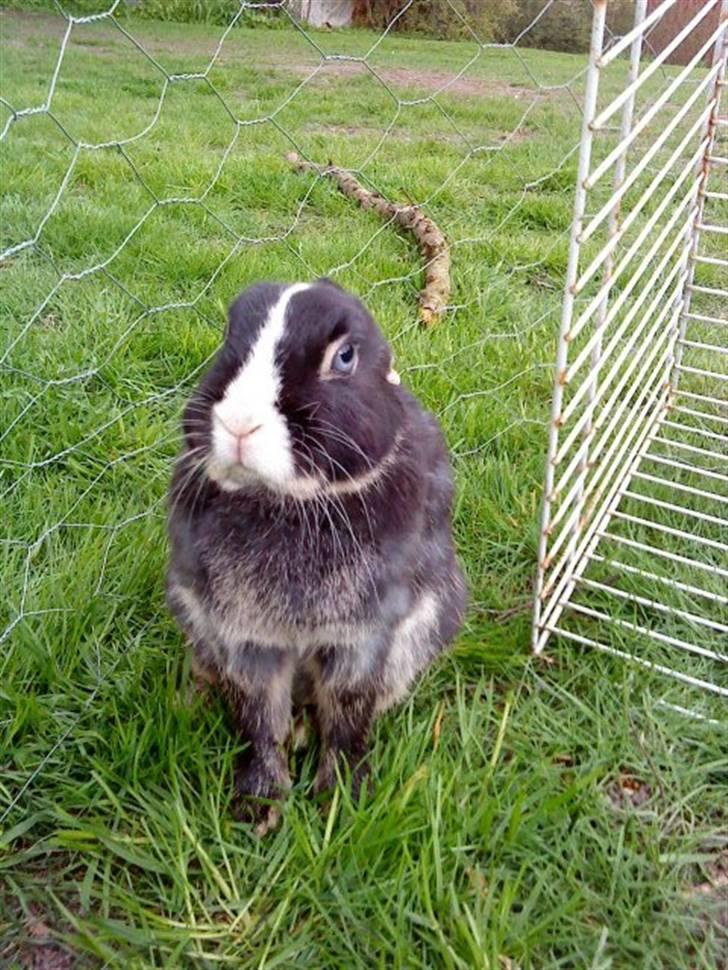 Kanin putte billede 2