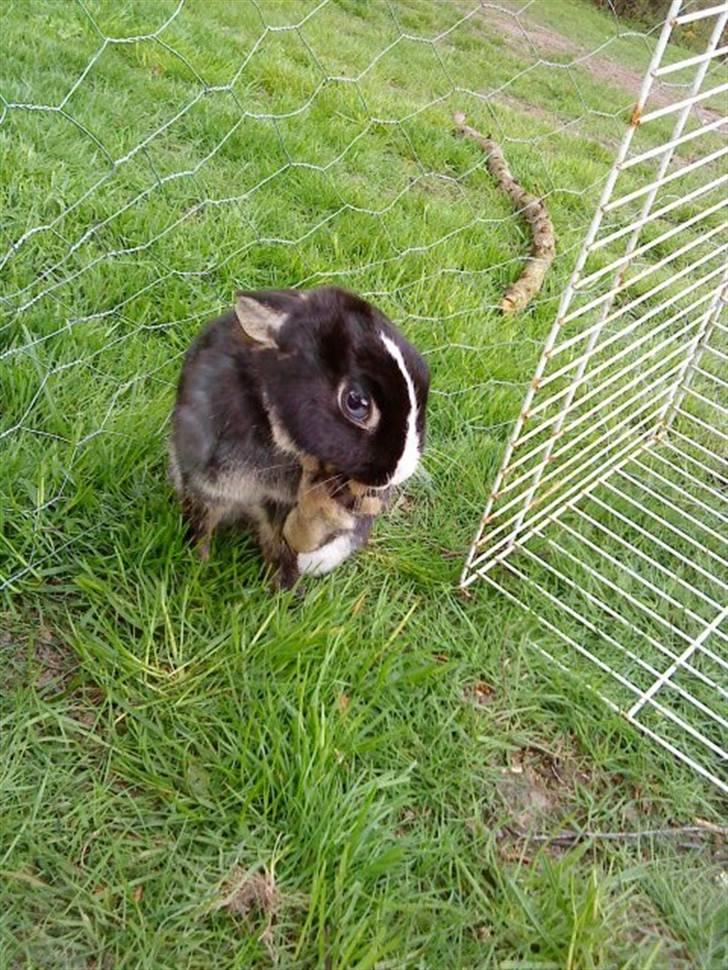 Kanin putte billede 3