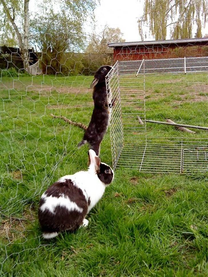 Kanin putte billede 4