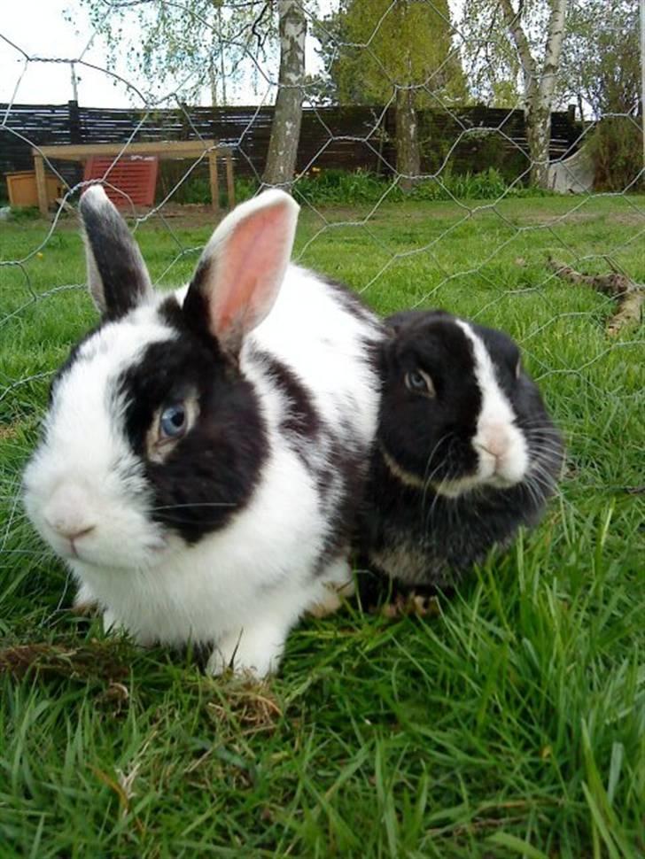 Kanin putte billede 5