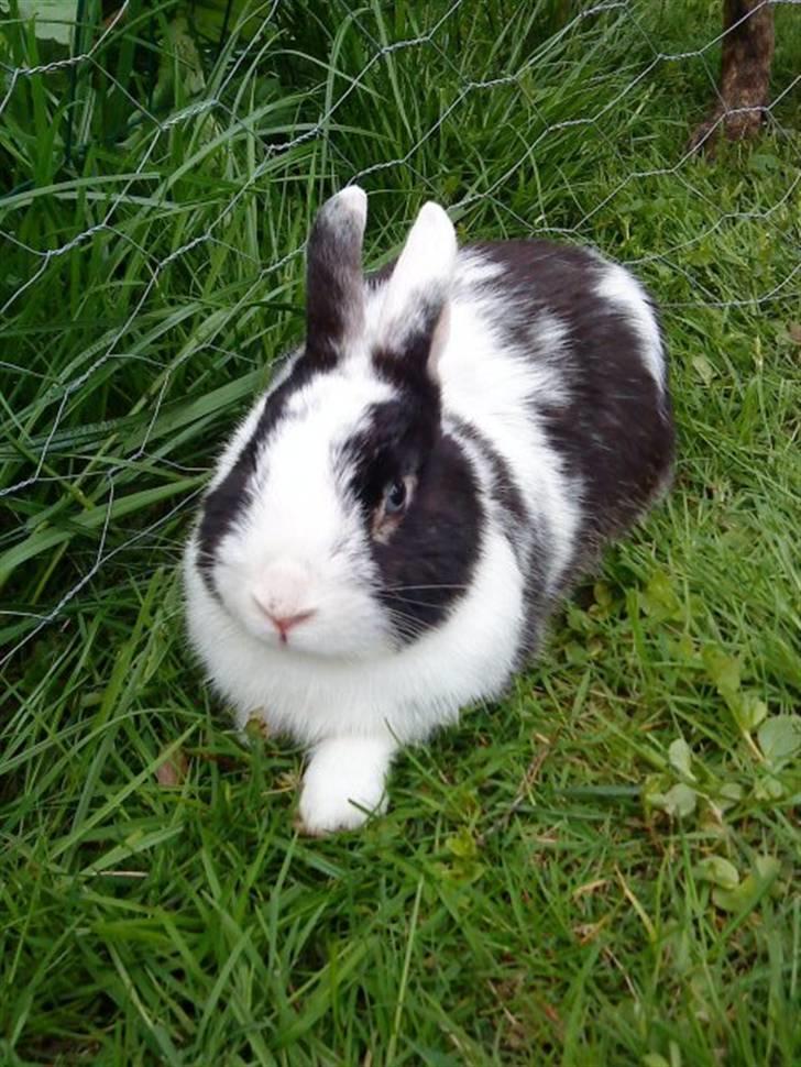 Kanin Gussi billede 1