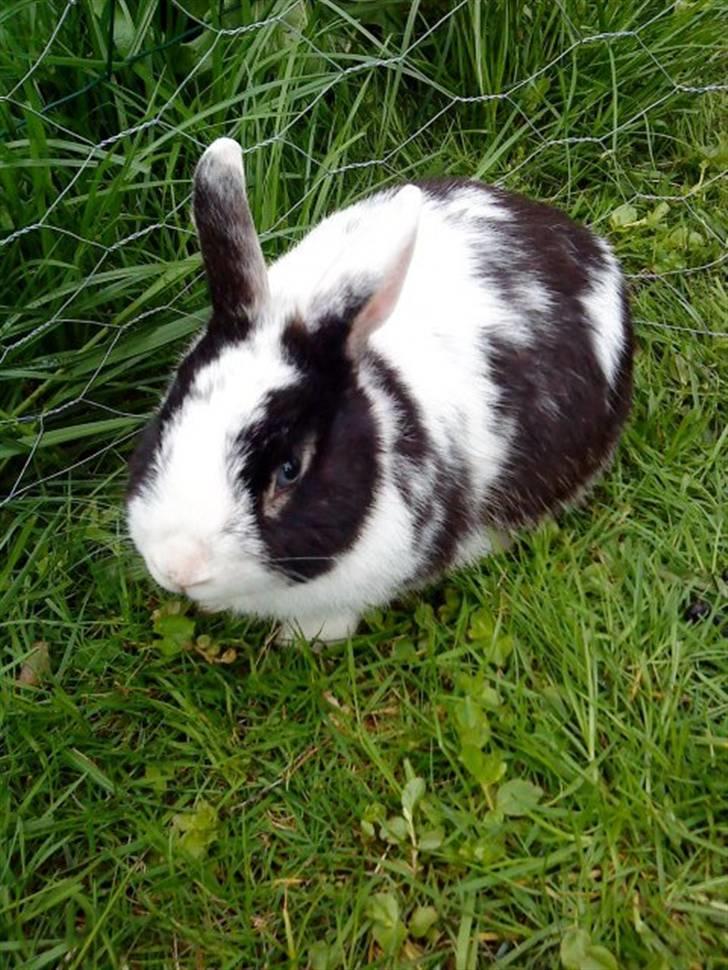 Kanin Gussi billede 2