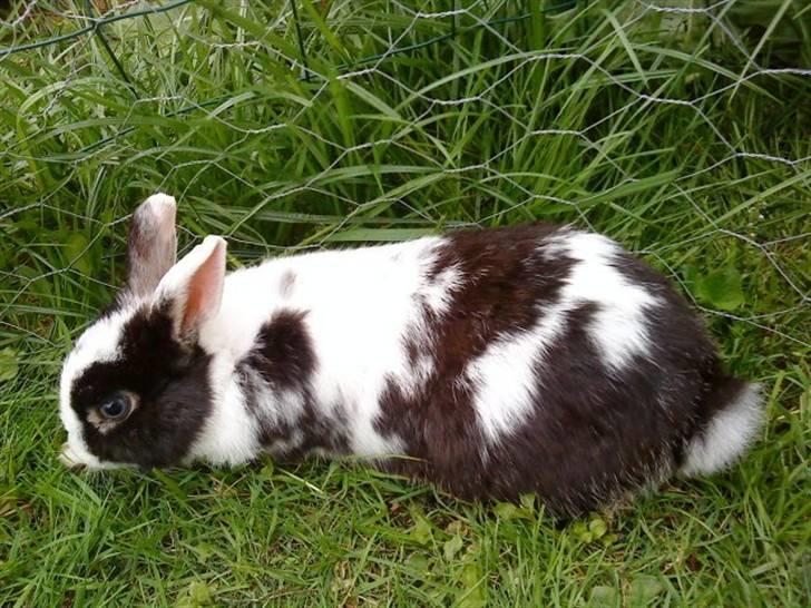 Kanin Gussi billede 3