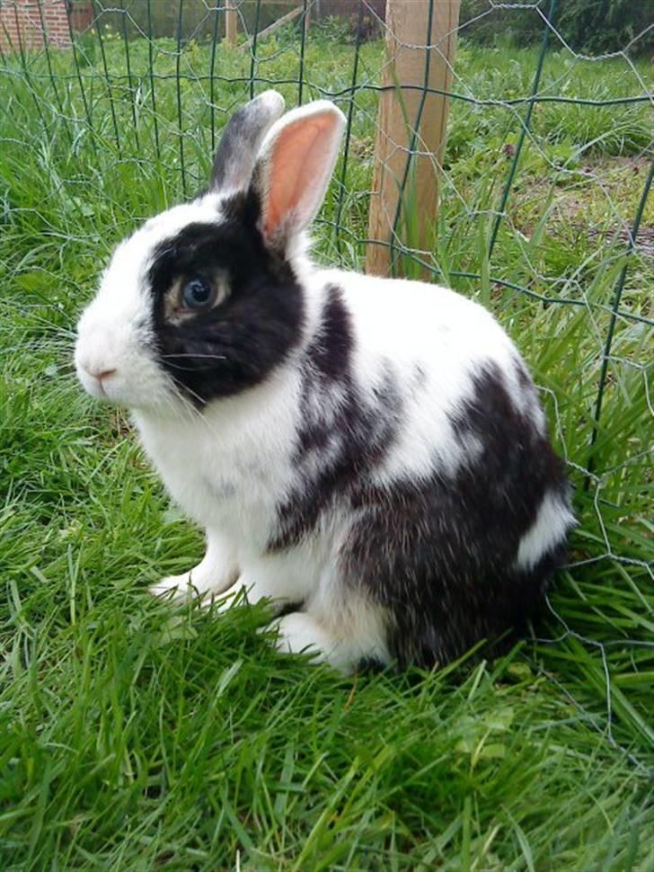 Kanin Gussi billede 4