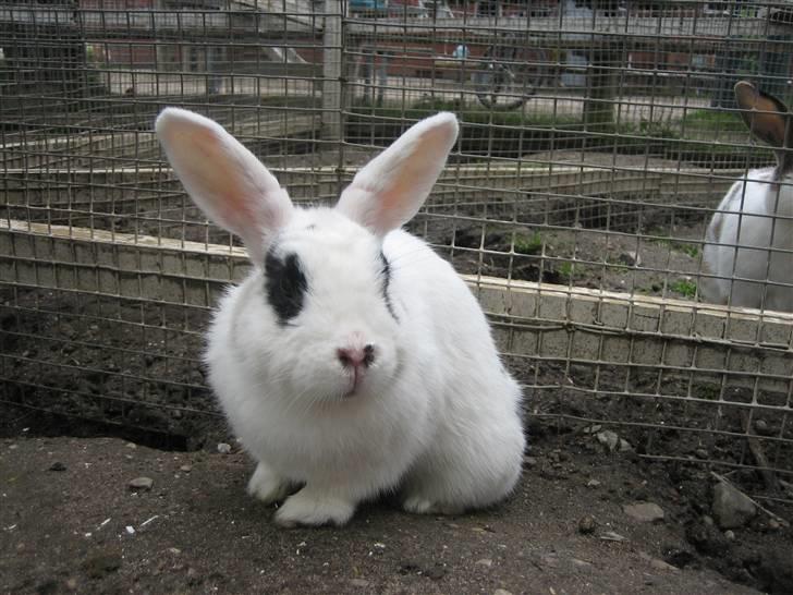 Kanin Zesina R.I.P - 8. billede 8