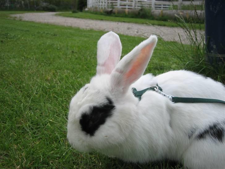 Kanin Zesina R.I.P - 9. billede 9