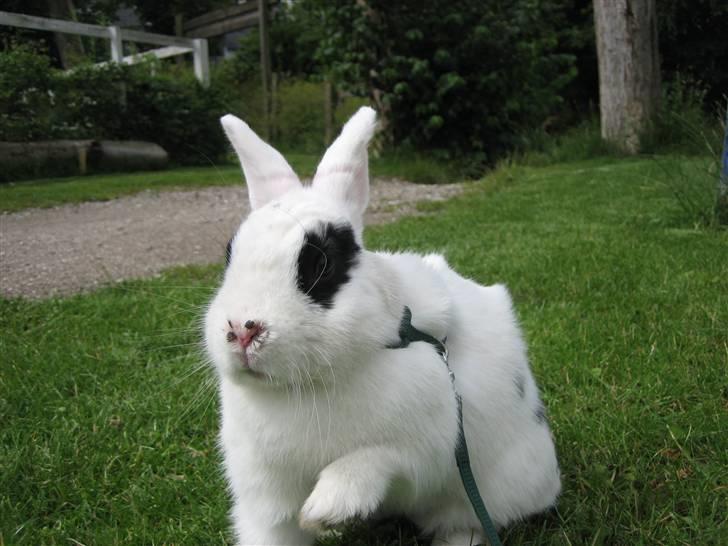 Kanin Zesina R.I.P - 10. billede 10