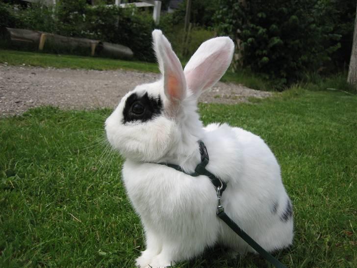 Kanin Zesina R.I.P - 11. billede 11