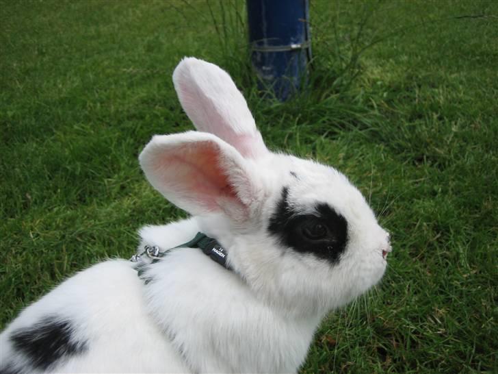 Kanin Zesina R.I.P - 12. billede 12