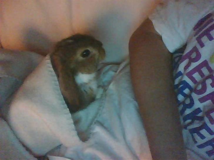 Kanin Talullah billede 7