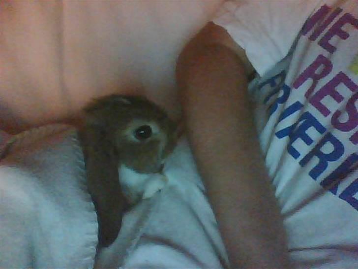 Kanin Talullah billede 8