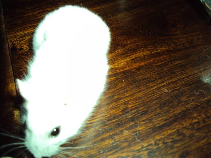 Dværghamster Mini *Rip* billede 7