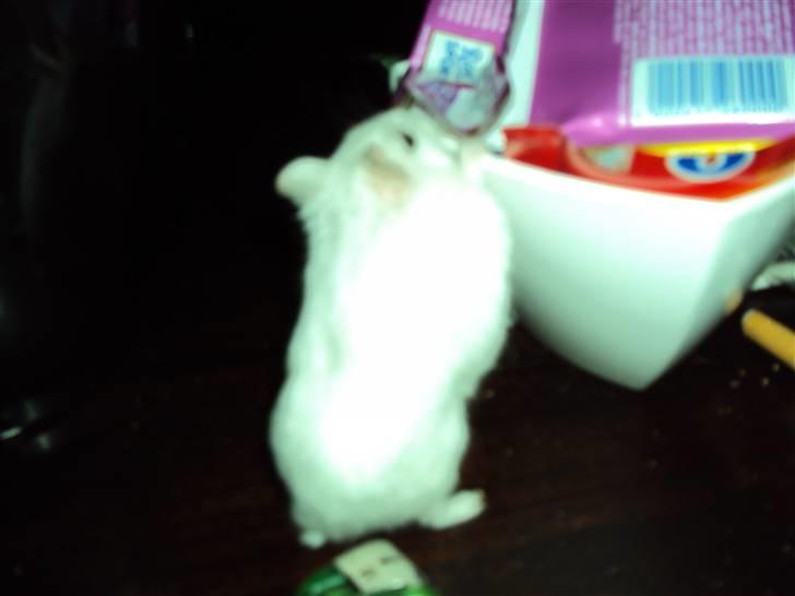 Dværghamster Mini *Rip* billede 8