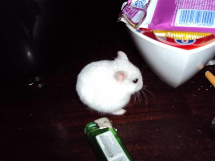 Dværghamster Mini *Rip* billede 9