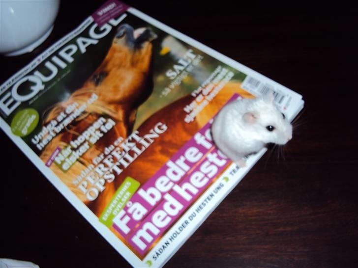 Dværghamster Mini *Rip* billede 10