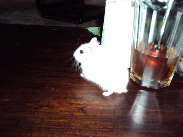 Dværghamster Mini *Rip* billede 11