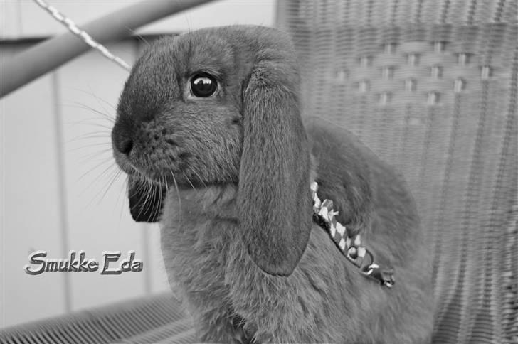 Kanin Hønsehusets Prazo Oneida - Foto: Mig billede 9