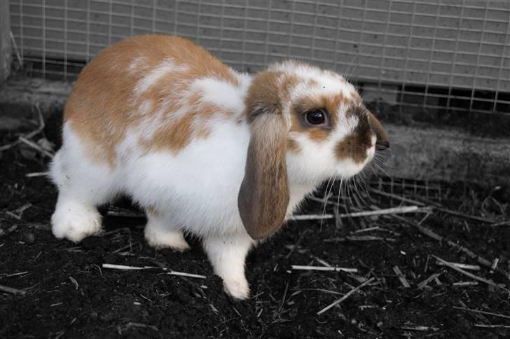 Kanin Rubin's Talaia Lavina - Foto: Mig billede 15