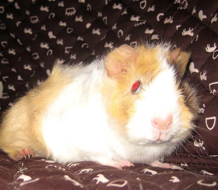 Marsvin phineas R.I.P :'( - Velkommen til min profil :D  billede 1