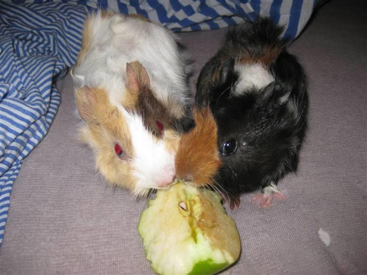 Marsvin phineas R.I.P :'( - Mums , det er dejligt med et lækkert æbel  ! billede 2