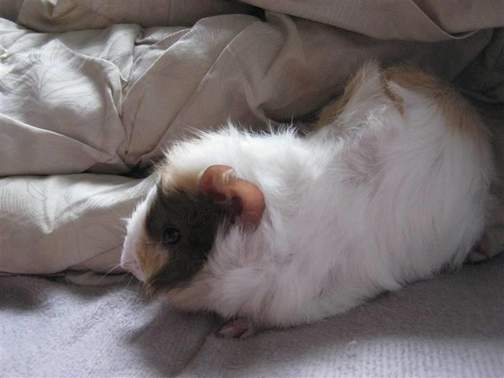 Marsvin phineas R.I.P :'( billede 3