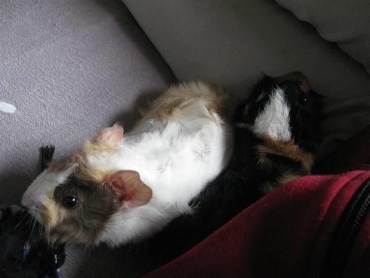 Marsvin phineas R.I.P :'( billede 4