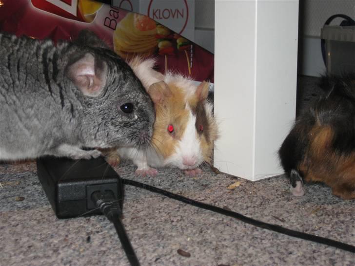 Marsvin phineas R.I.P :'( - Vi er blevet rigtig gode venner ;D  billede 5