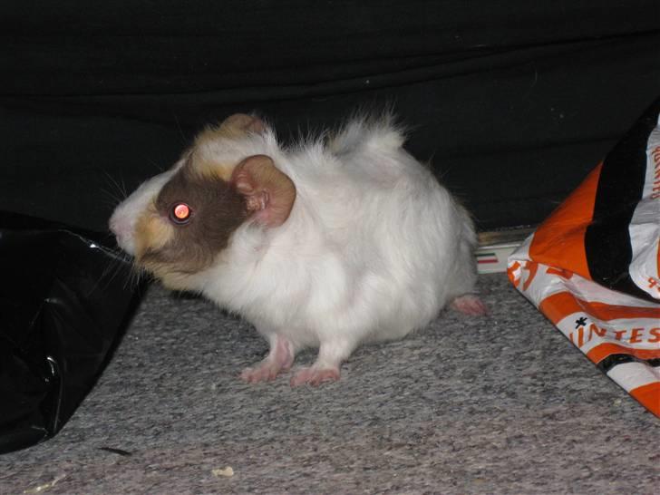 Marsvin phineas R.I.P :'( billede 6