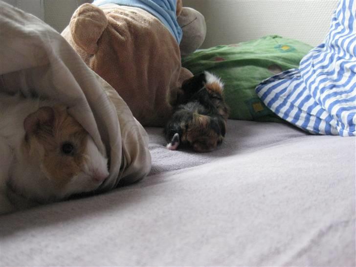 Marsvin phineas R.I.P :'( - Jeg gemmer mig for Ferb :P  billede 7