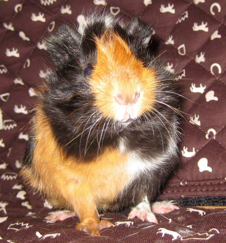 Marsvin Ferb - Velkommen til min profil :D  billede 1