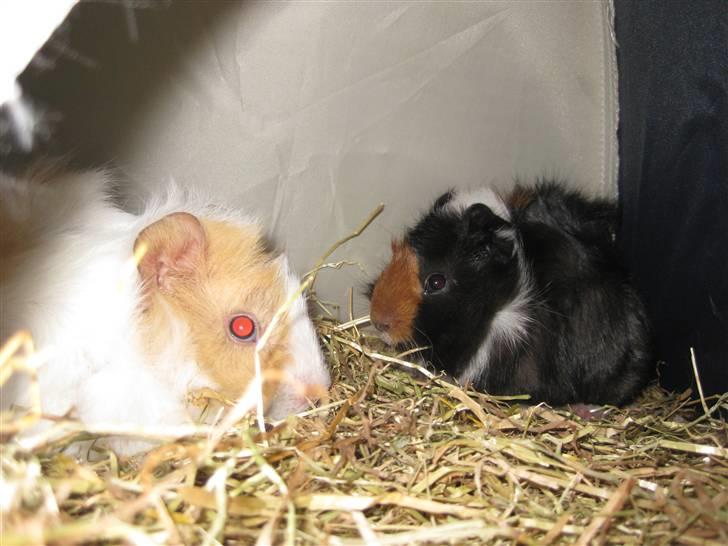 Marsvin Ferb - Sammen med min bror ;) billede 2