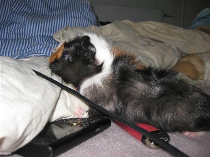 Marsvin Ferb billede 3