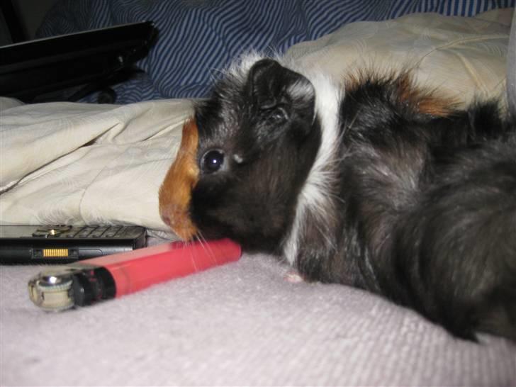 Marsvin Ferb - Hvad er det dog ???  billede 4