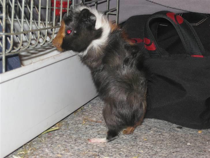 Marsvin Ferb - Jeg vil ind ! :D  billede 5