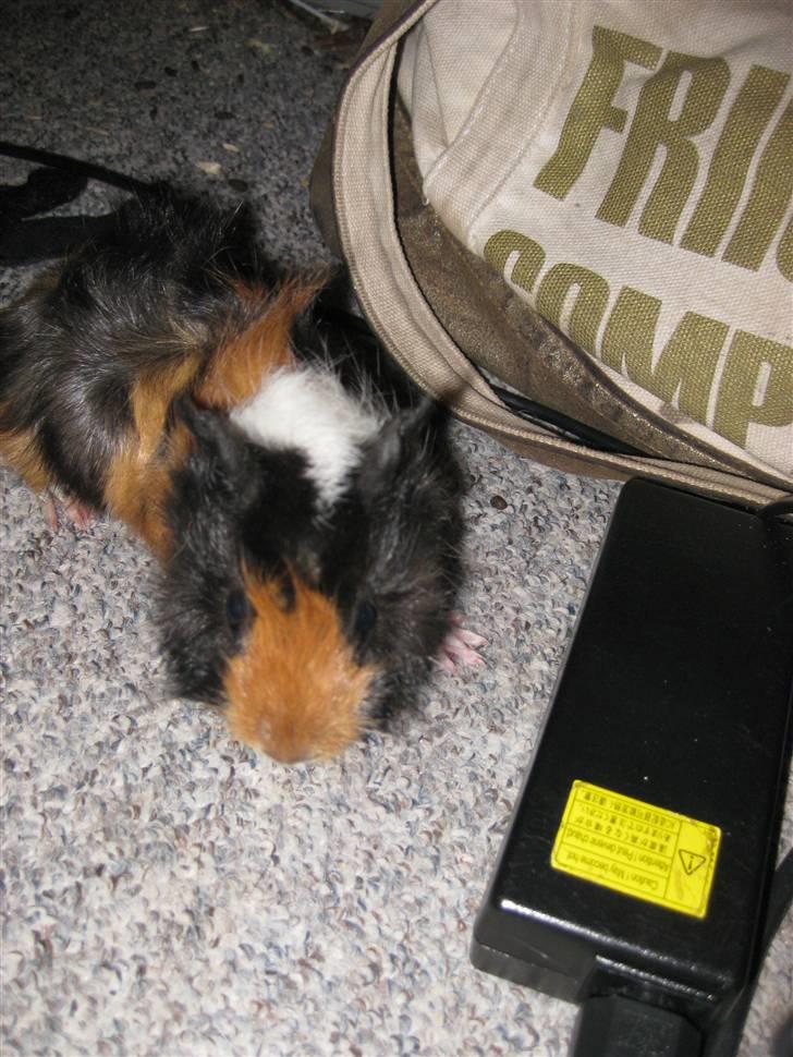 Marsvin Ferb billede 6