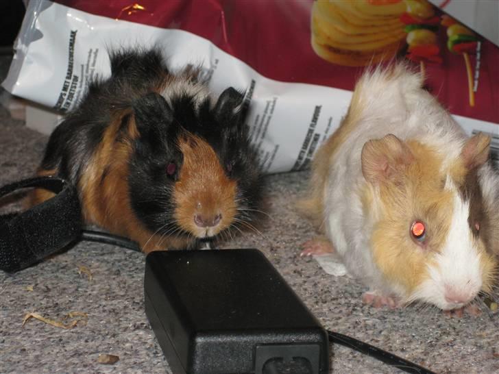 Marsvin Ferb billede 7