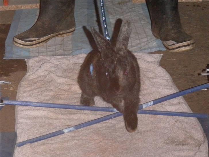 Kanin Cervinagaard's Jake billede 7