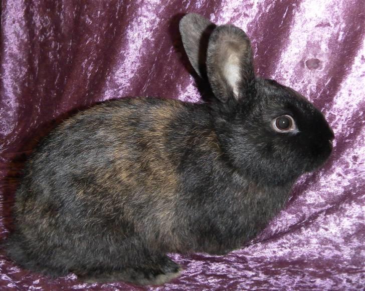 Kanin Cervinagaard's Jake billede 9