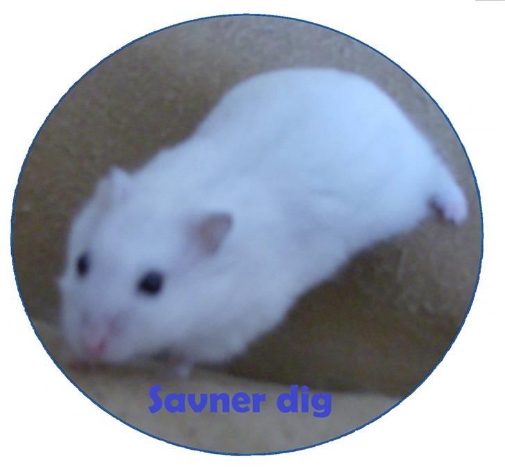 Hamster Sneboldt "HIMMEL HAMSTER" billede 10