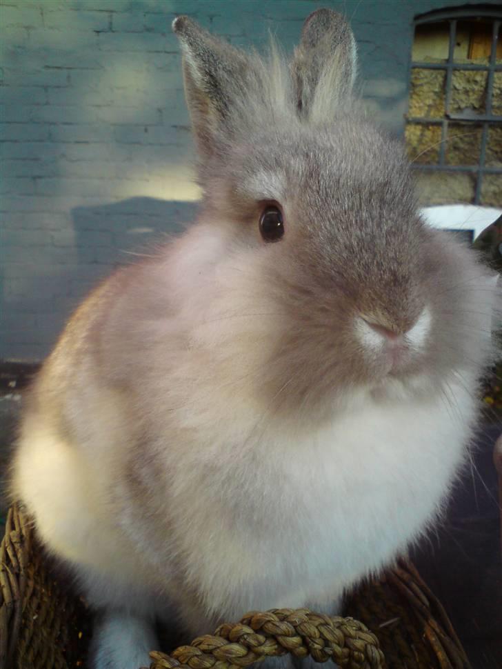 Kanin Silke  billede 1