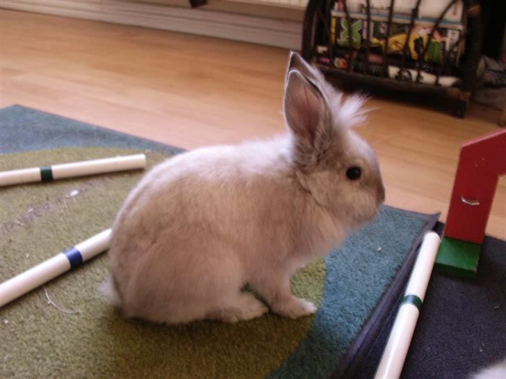 Kanin Silke  billede 3