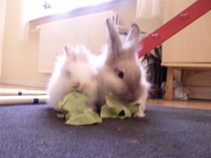 Kanin Silke  billede 4