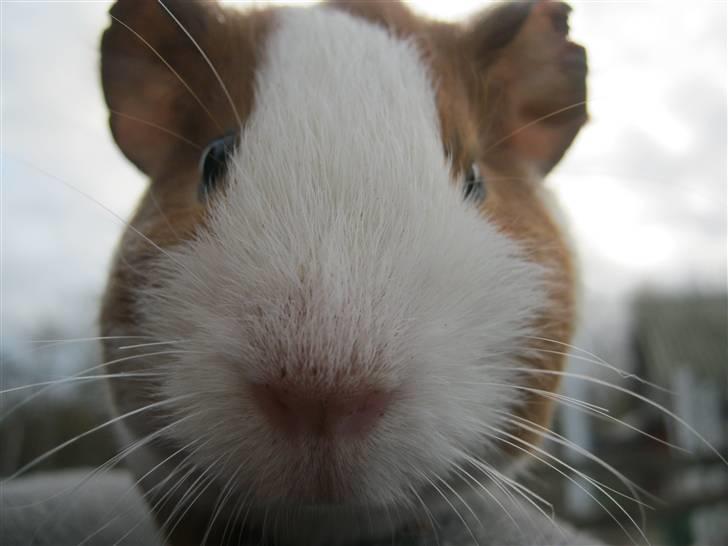 Marsvin Mille billede 1