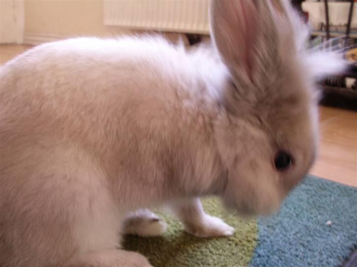 Kanin Silke  billede 5