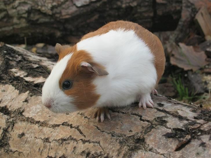 Marsvin Mille billede 2