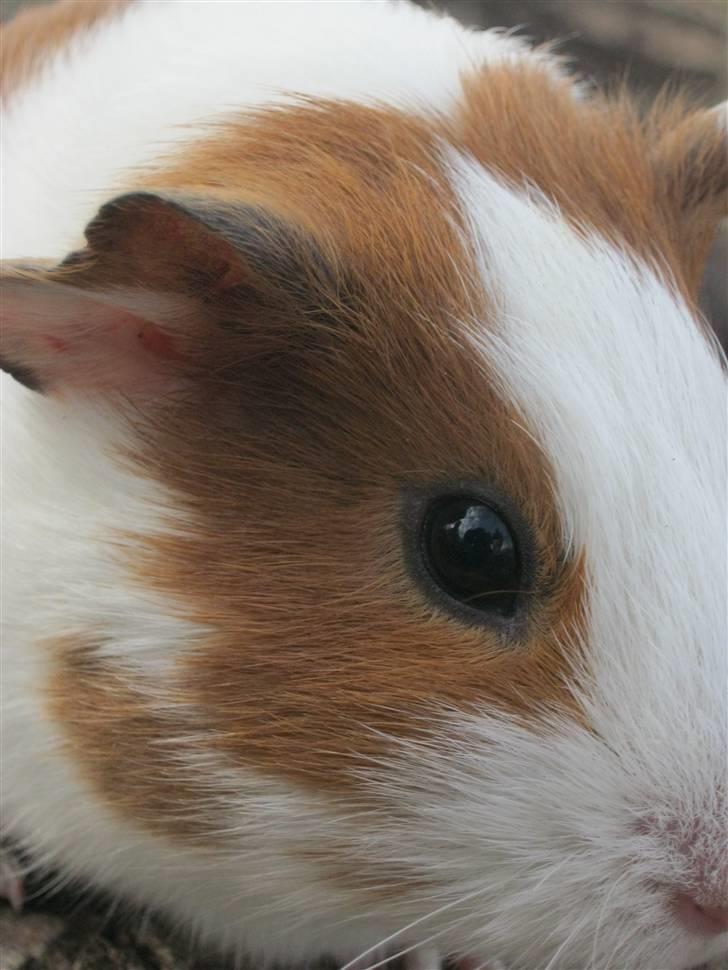 Marsvin Mille billede 3