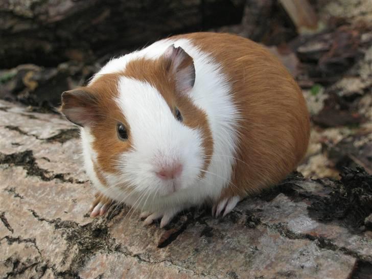 Marsvin Mille billede 4