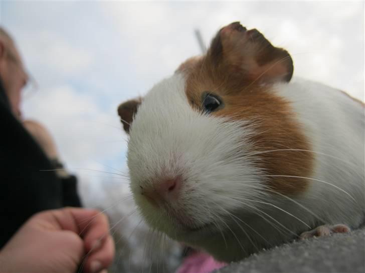 Marsvin Mille billede 5